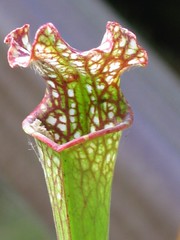 leucophylla