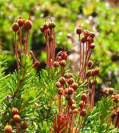 heather seed pods