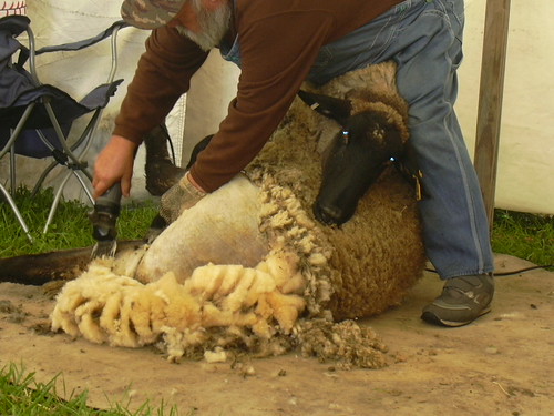sheepshear2