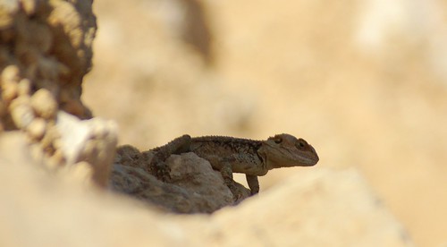 chameleon in the shade, at the White Chappel
