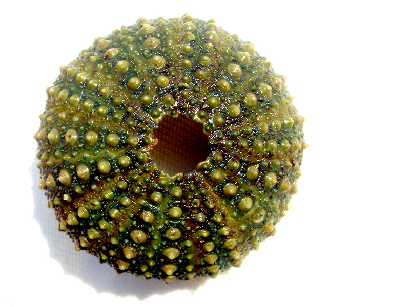 Green Anemone 