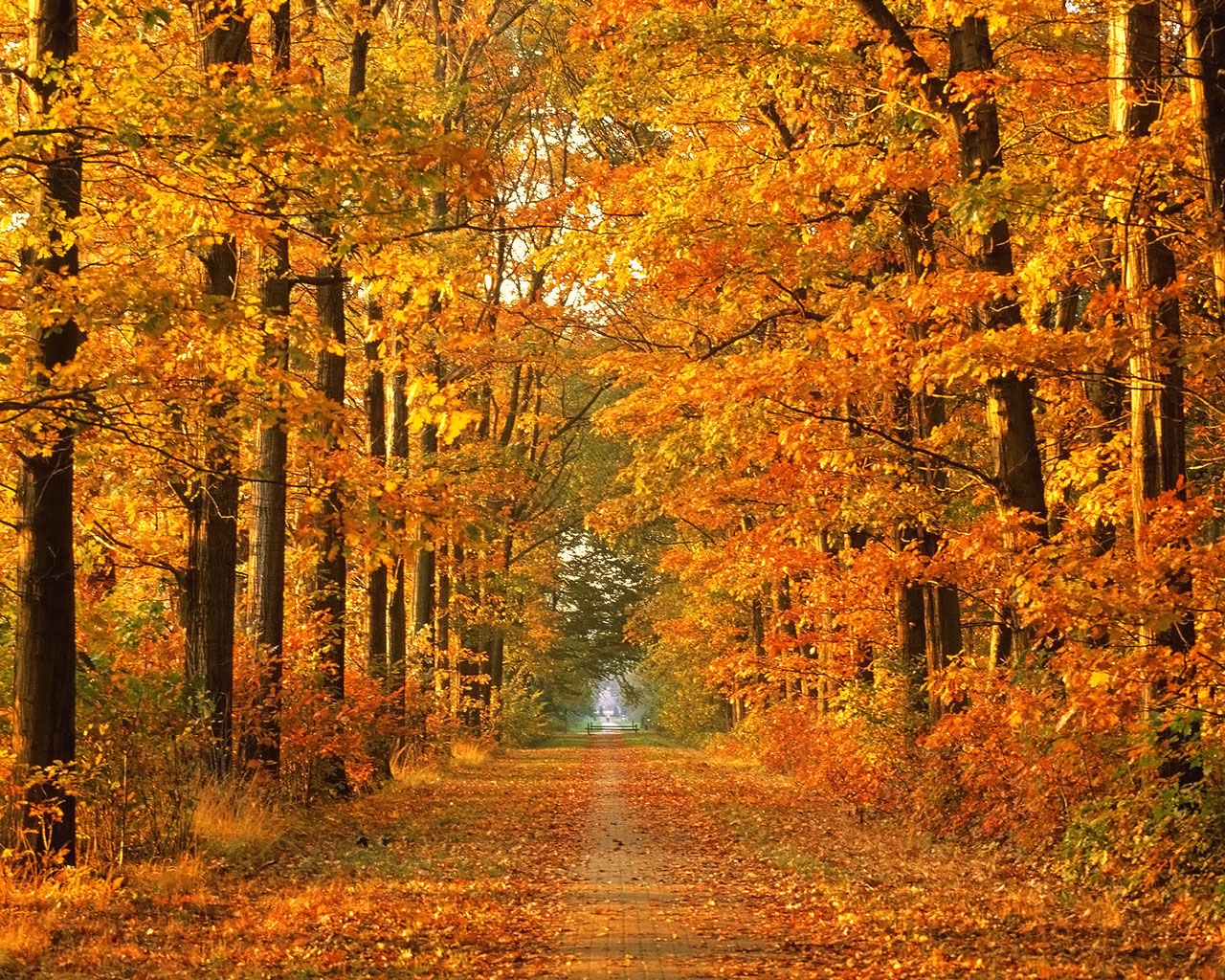 tree lined road autumn wallpaper