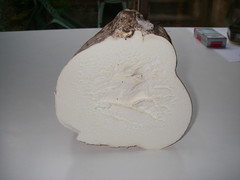 Giant Puffball section