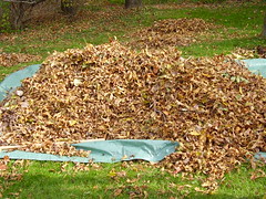 cody raking leaves 003