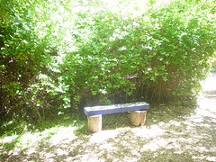 Wooden bench in garden