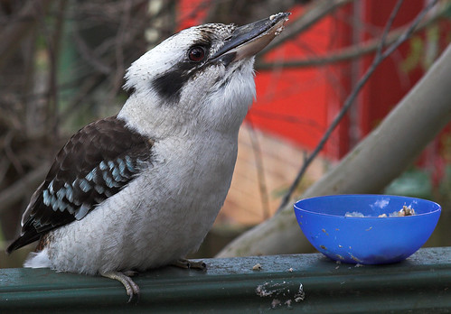 Kookaburra snack
