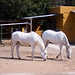 Ibiza - White Horses in Ibiza
