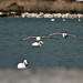 Ibiza - Flamencos volando bajo - Flamingos flying low