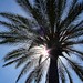 Ibiza - Soleado palmera (sunny palm tree)
