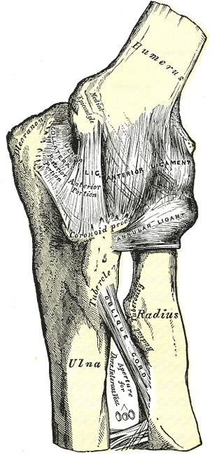 anatomic elbow