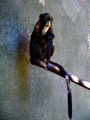 Primates2