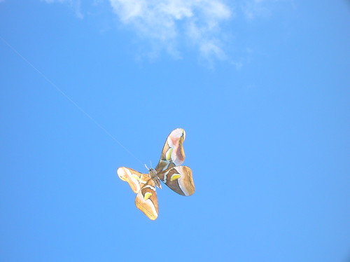 moth kite