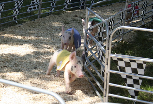 Pig race!