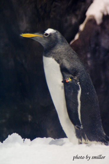 企鵝館內活潑好動的極地企鵝 ( 比較之下台北木柵動物園好像有點遜 )
