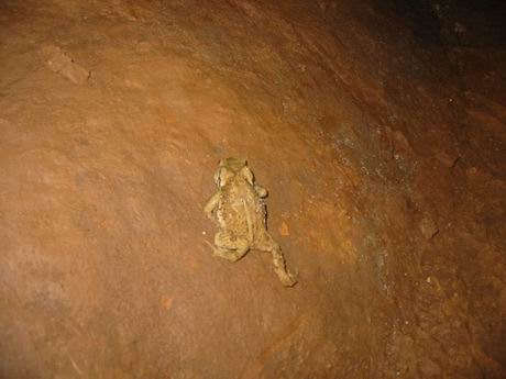 意外的发现一只小蟾蜍(a toad)