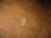 意外的发现一只小蟾蜍(a toad)