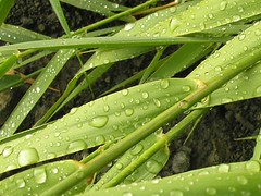 wet grass in the morning
