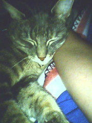 Xena sleeps on mommy's arm