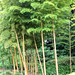 Bamboos in the Imperial Palace park