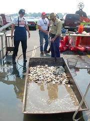Cleaning Oysters -- With a Hose and Filthy Shovel.