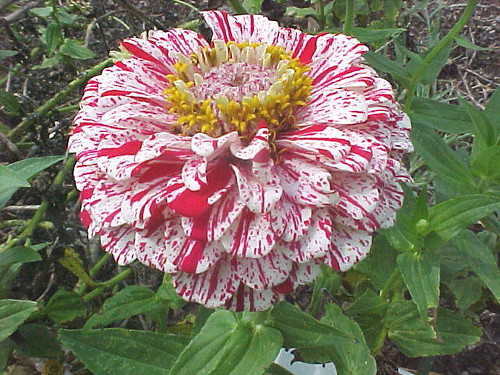 Zinnia Candy Stripe - Park Seed Trial Grnds.