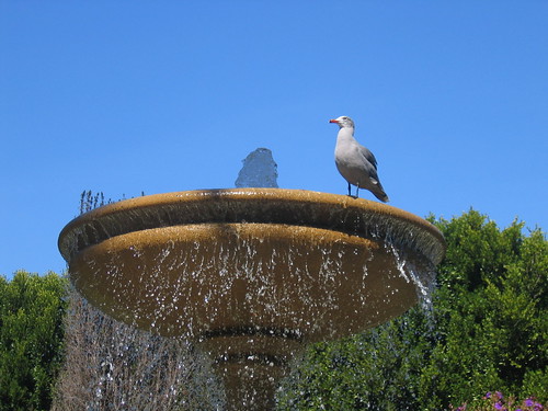 A Sea Gull in a fountain