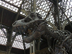 Squelette du T-Rex