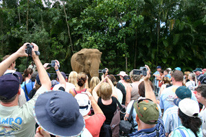 Popular Bimbo the Elephant
