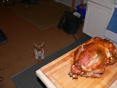 Birdie vs the turkey
