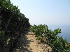 IMG_0308 - path through terraced vinyard