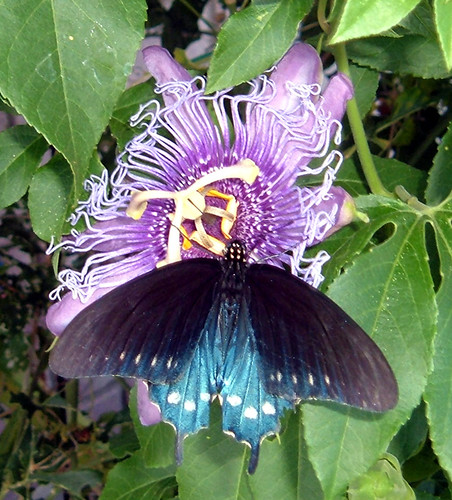 ButterflyBlack1