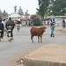 There is a cow in the road.