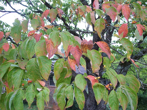 leaves turning colors on a dogwood tree