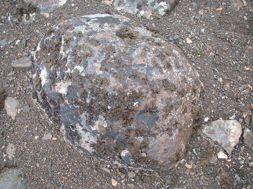 Lichen on Rock