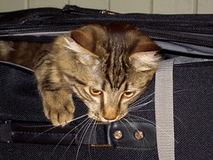 Suitcase Stan