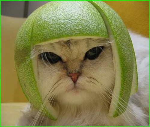 When Lazy Cat Meets Pomelo