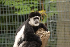 Colobus Monkey 2