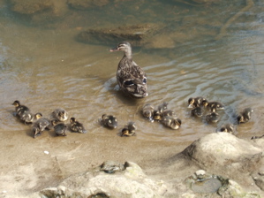 duck family 3
