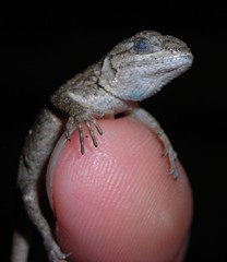 Baby lizard