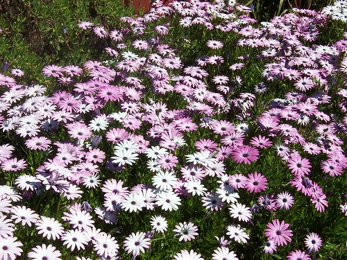 Purple & white daisies