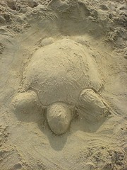 Sand Tortise