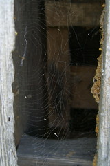 Spiderweb at Hamilton Station