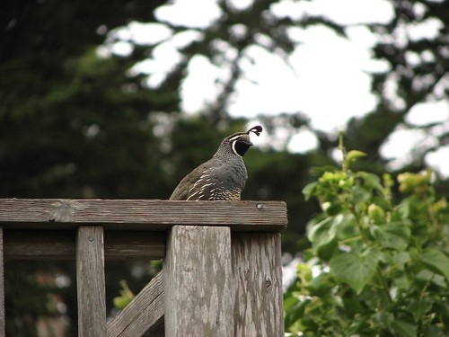 quail_1.jpg