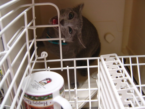 Meg inside dishwasher