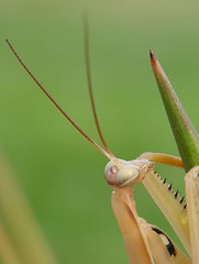 portrait of a praying mantis