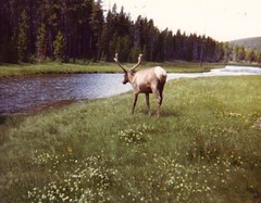 Yellowstone 1982