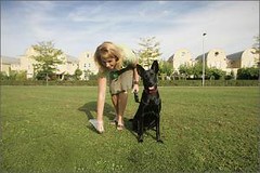 Eindhoven pakt hondenoverlast flink aan