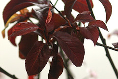 purple leaf cherry plum2