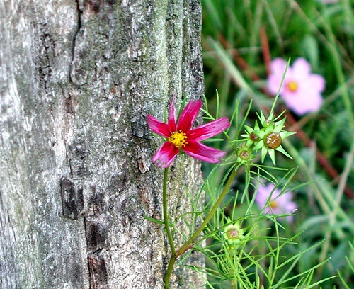 flower and fencepost