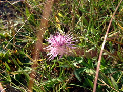 Some kind of thistle